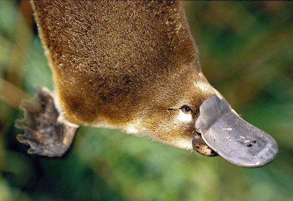 platypus_nat_in البلاتيبوس